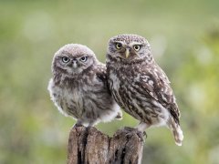 Gordon Mills-Little Owl and Owlet-Second.jpg